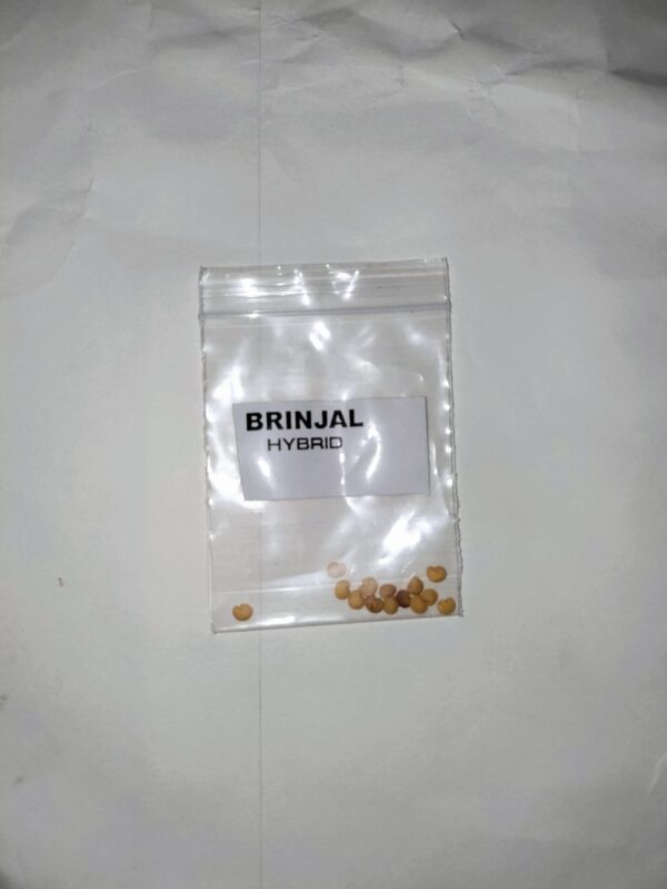 Brinjal Seeds